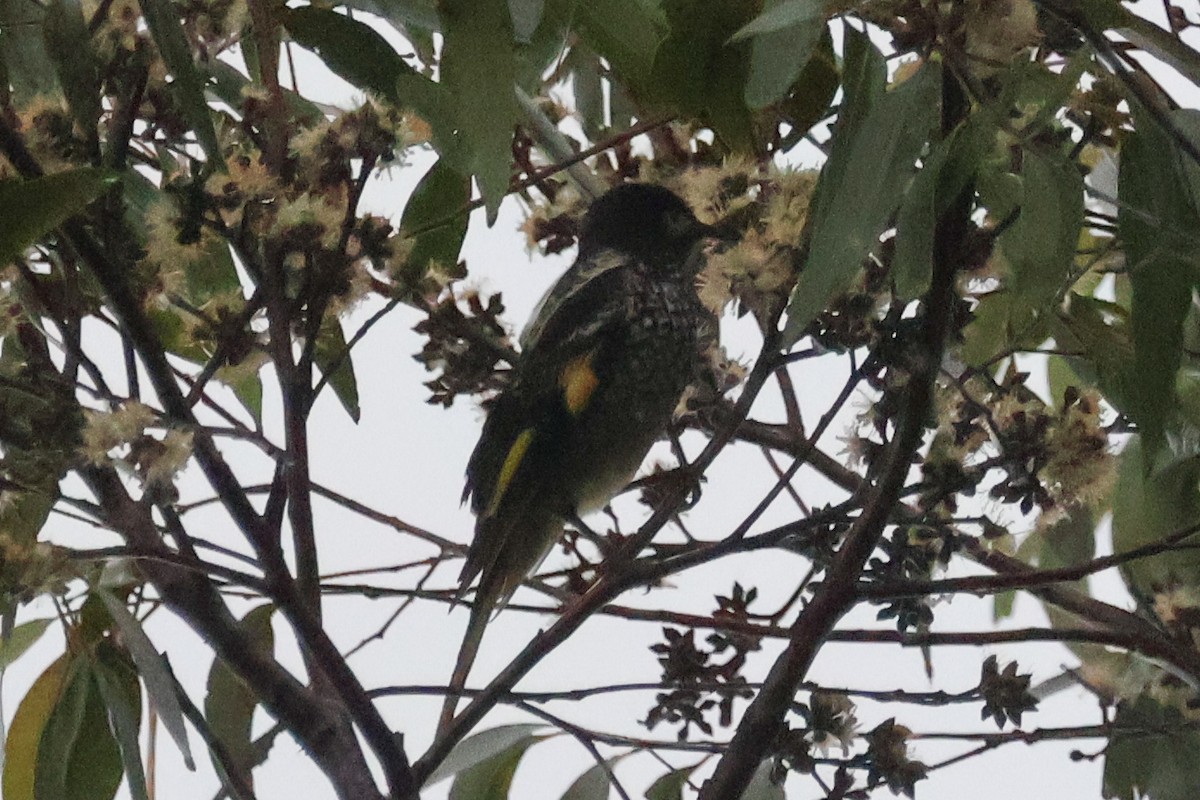 Regent Honeyeater - ML639697645