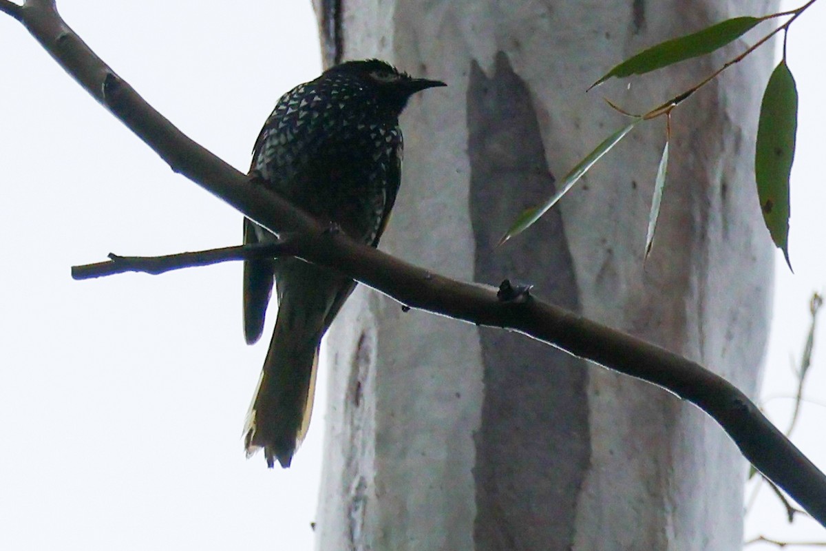 Regent Honeyeater - ML639697646