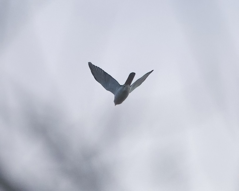 Gray-headed Goshawk - ML639697647