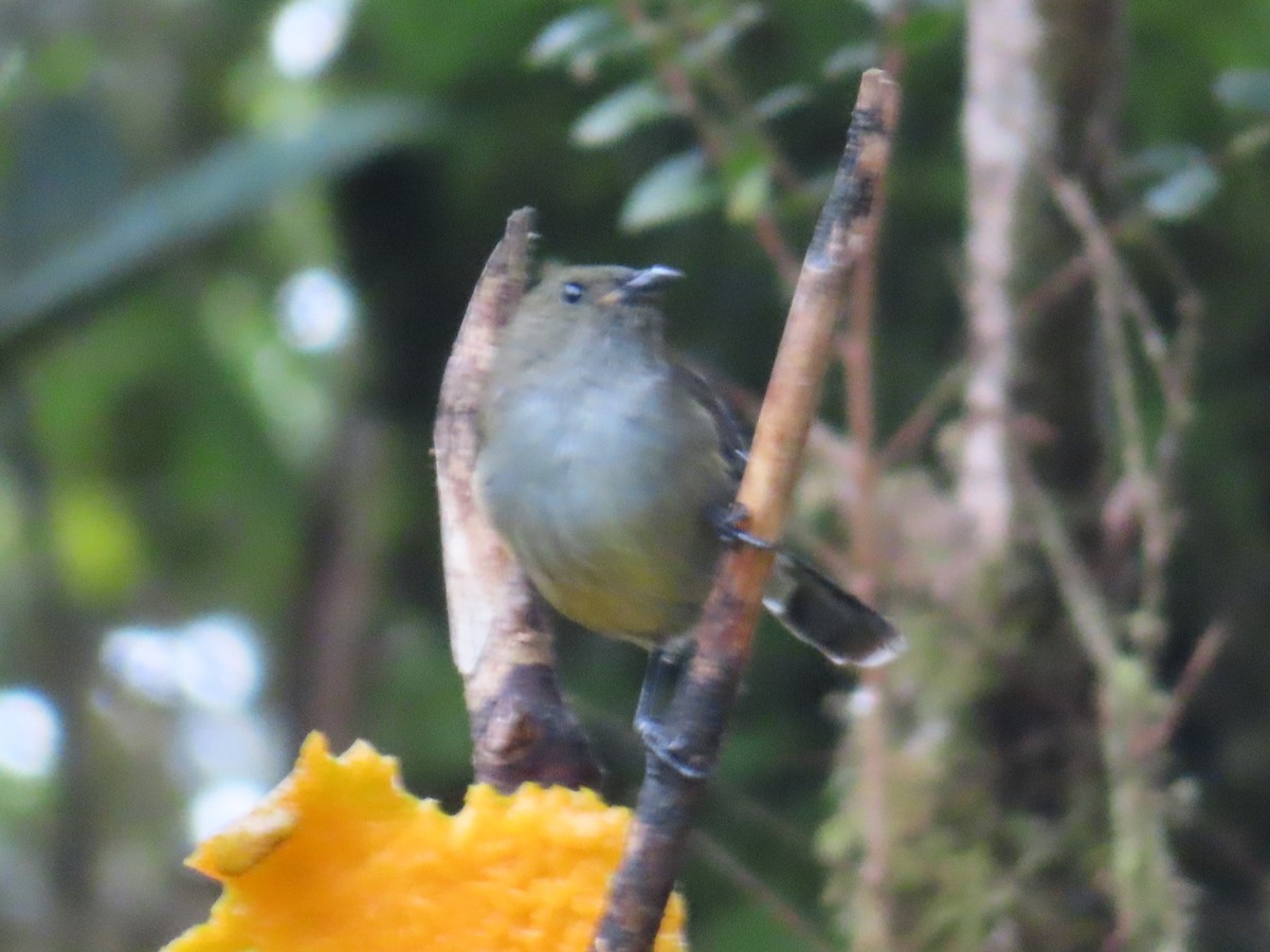 Fan-tailed Berrypecker - ML639697675