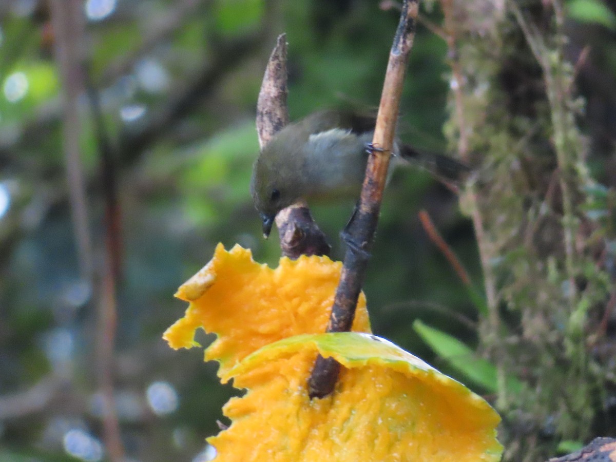 Fan-tailed Berrypecker - ML639697676