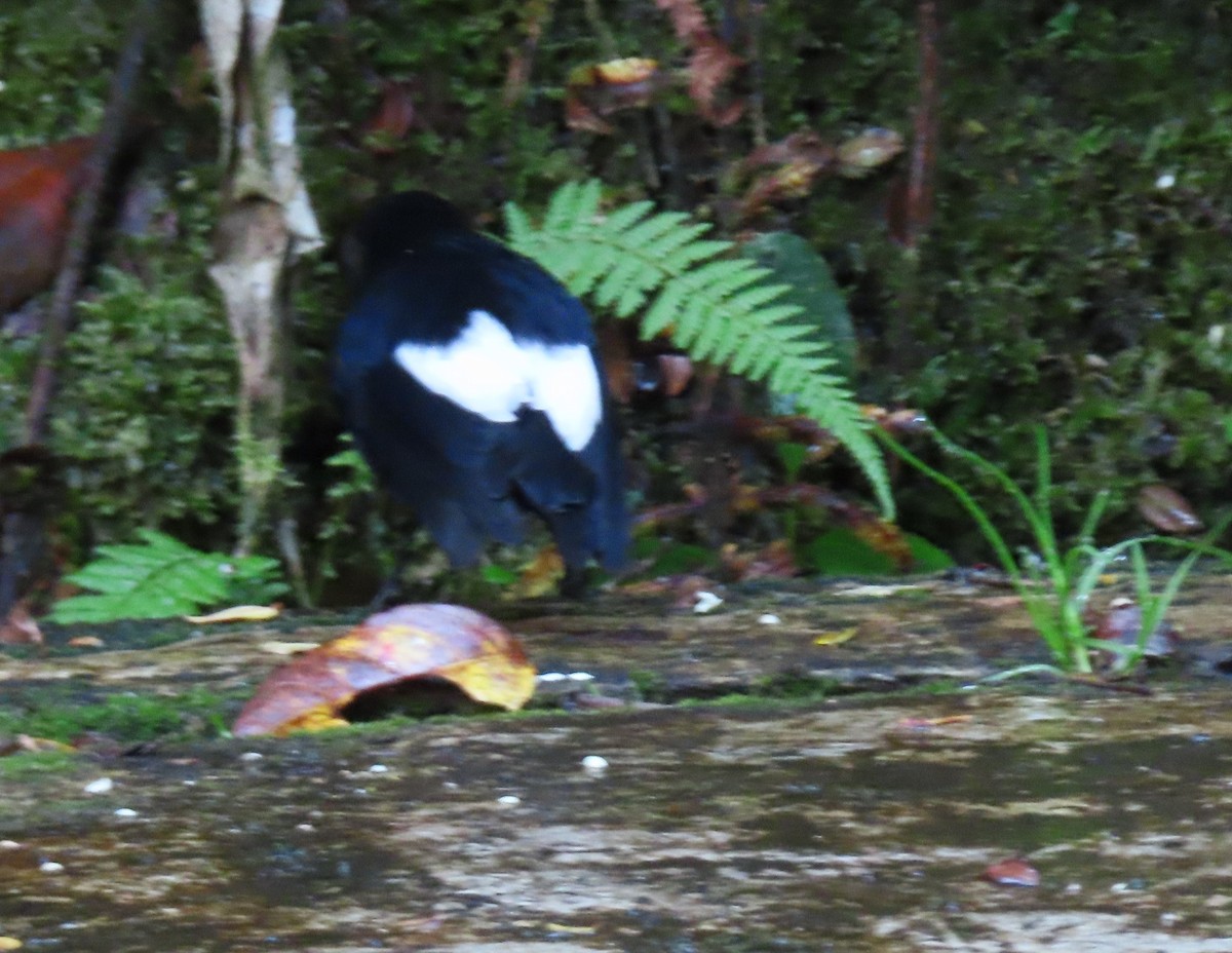 White-winged Robin - ML639697687