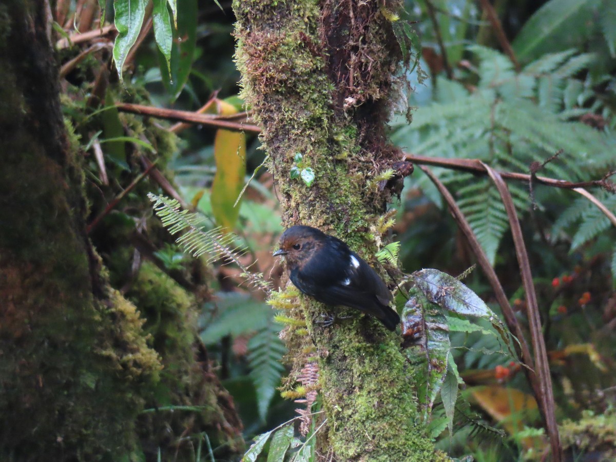 White-winged Robin - ML639697690