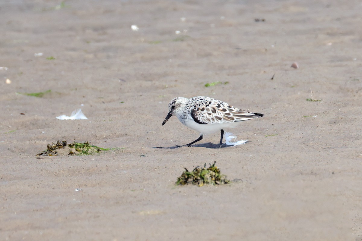 Sanderling - ML639697736