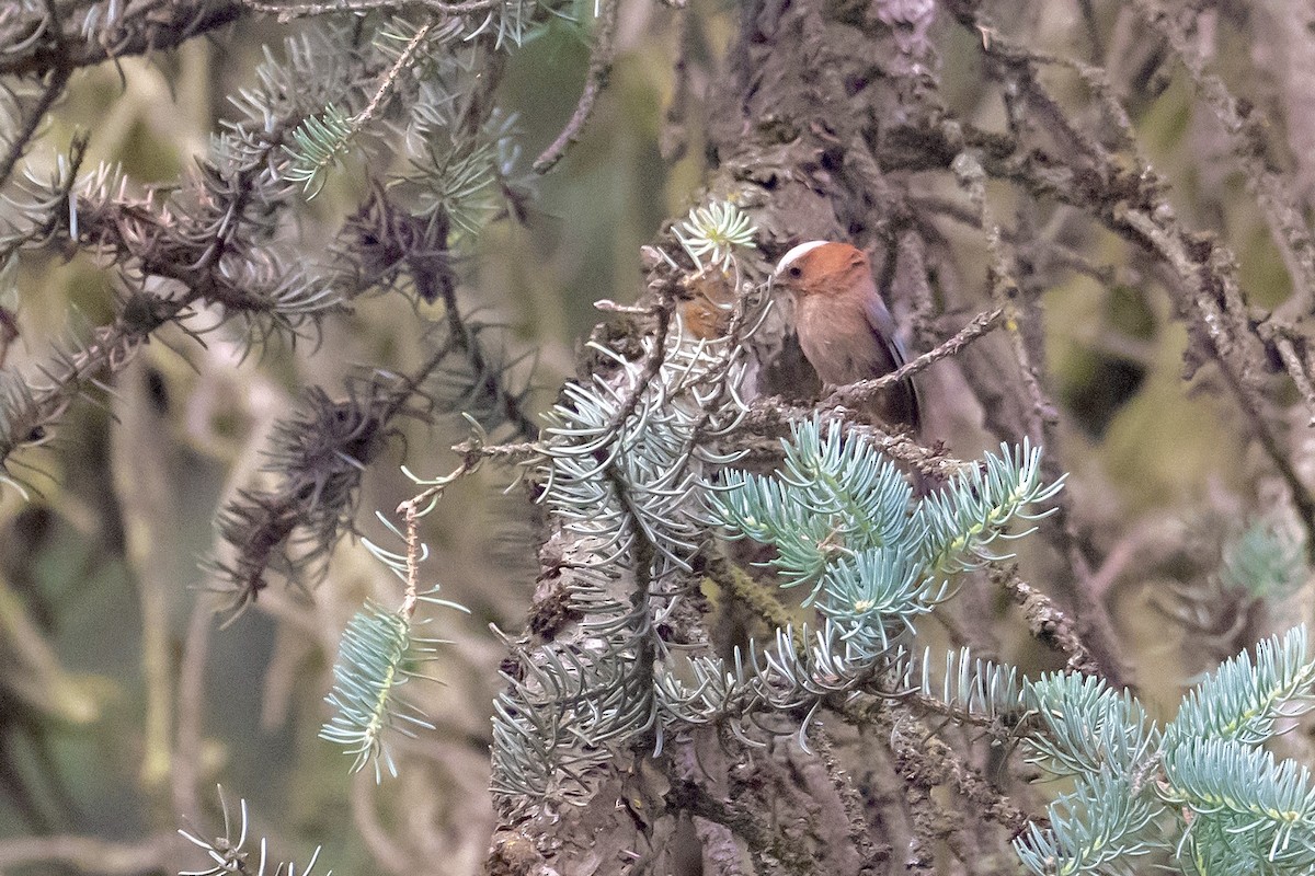 Crested Tit-Warbler - ML639697797