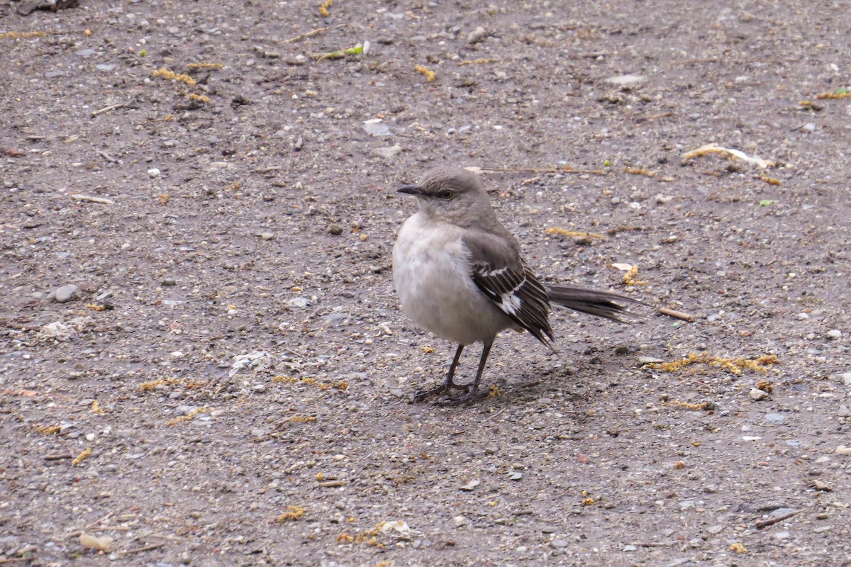 Northern Mockingbird - ML639697858