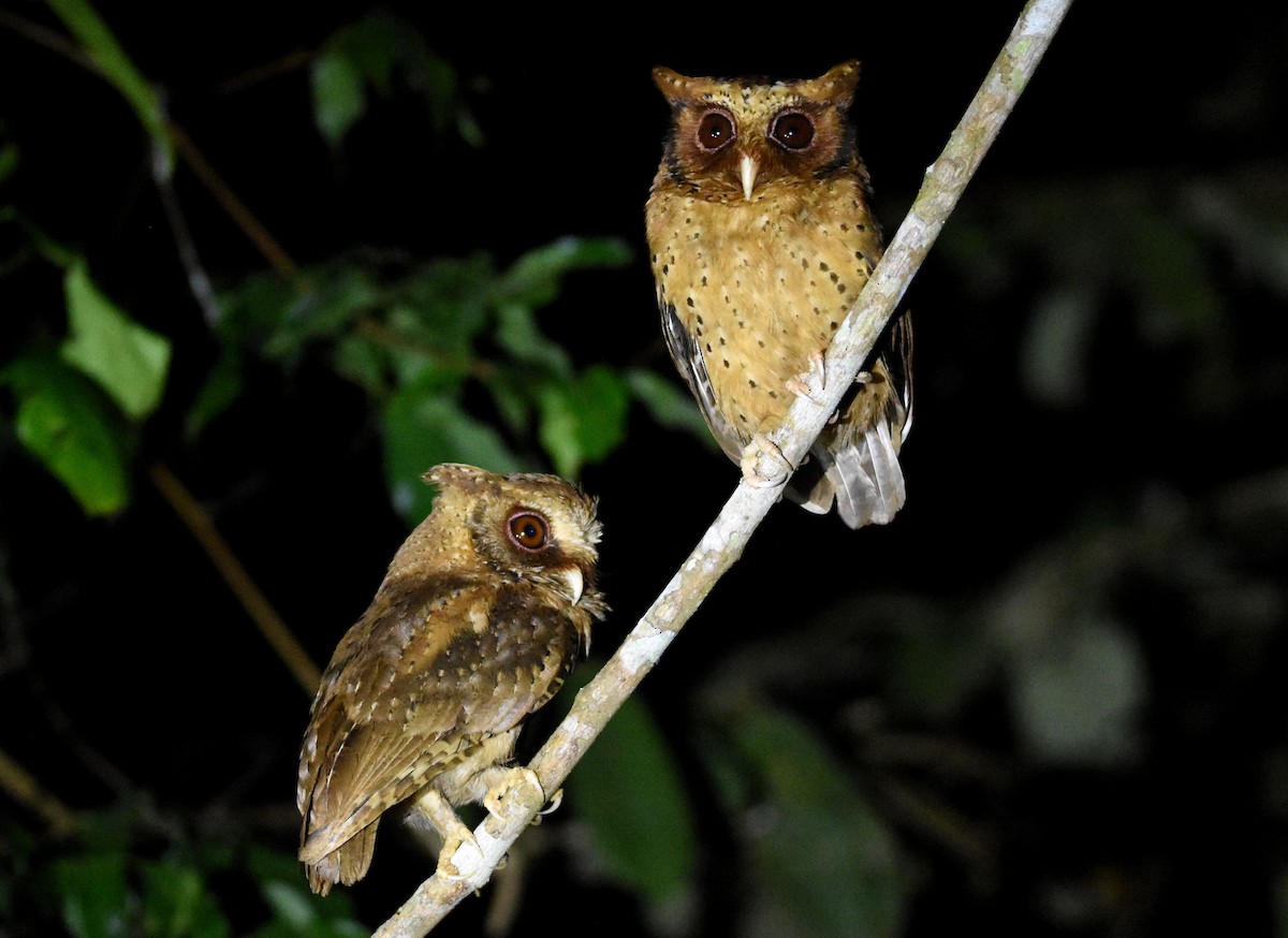 Reddish Scops-Owl - ML639697935