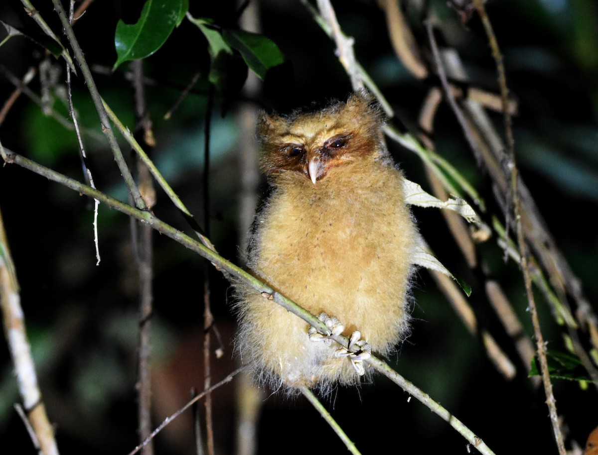 Reddish Scops-Owl - ML639697936