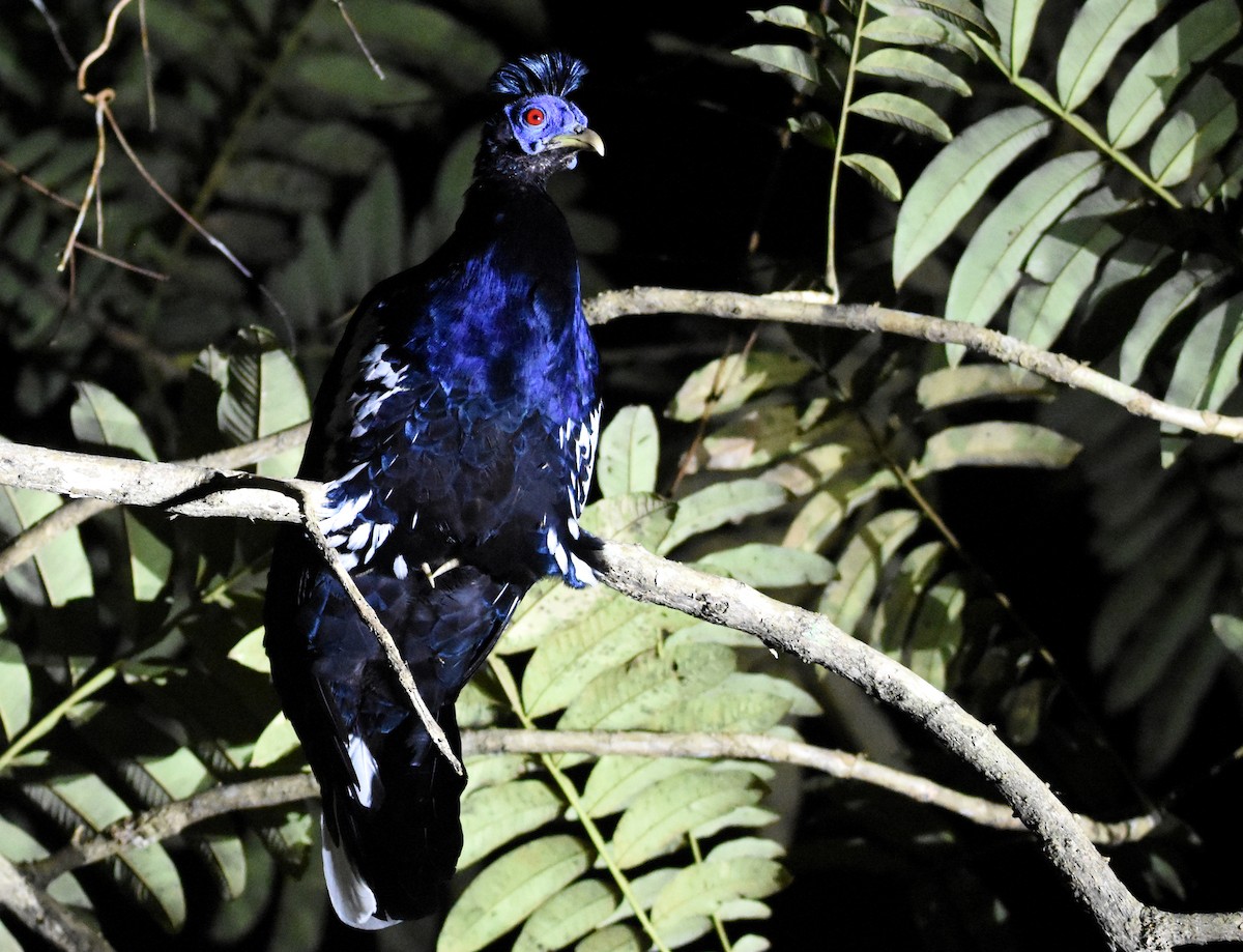 Malayan Crested Fireback - ML639697960