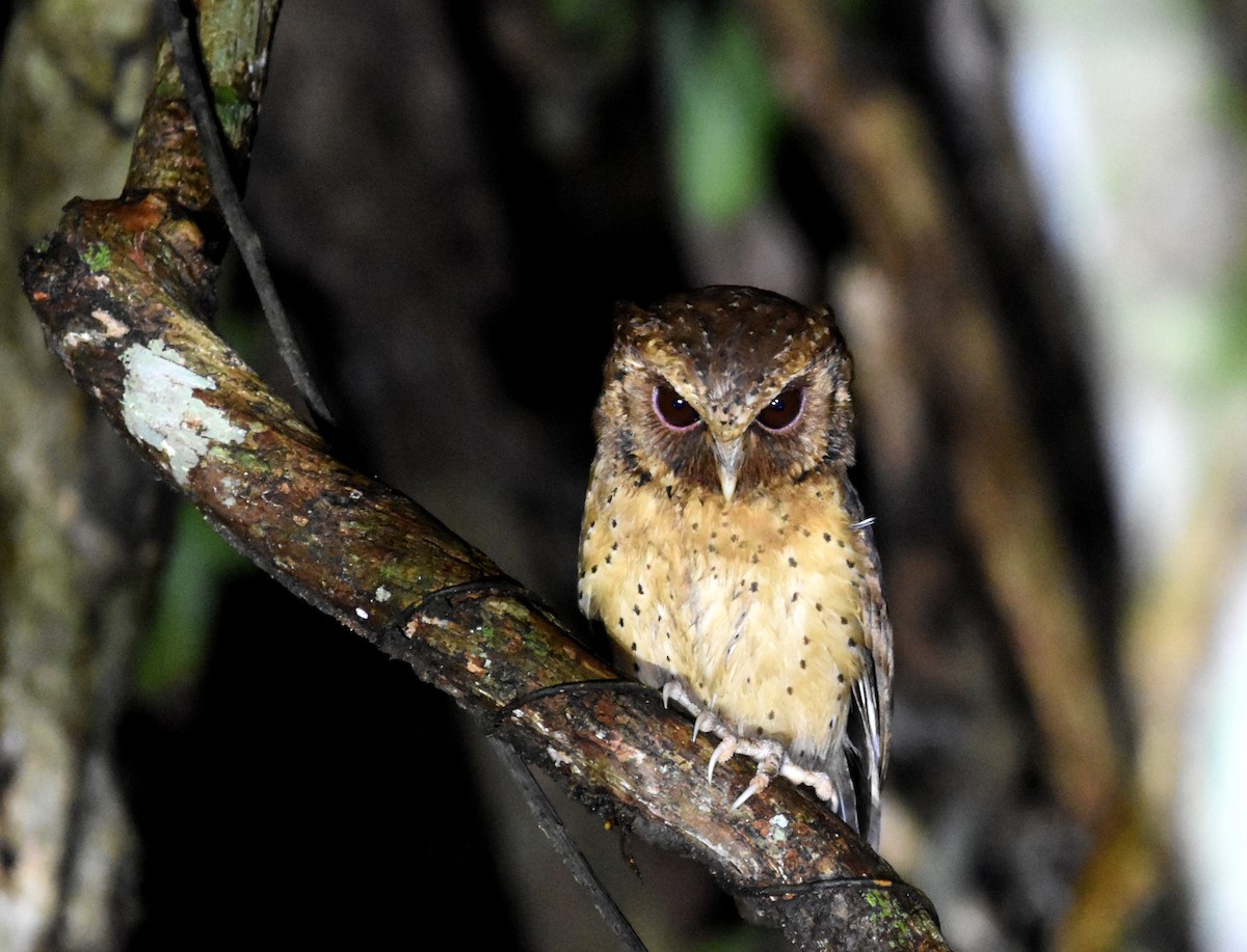 Reddish Scops-Owl - ML639697982