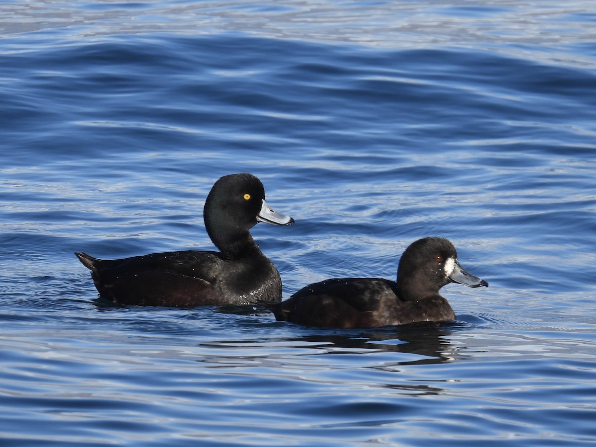 New Zealand Scaup - ML639698078