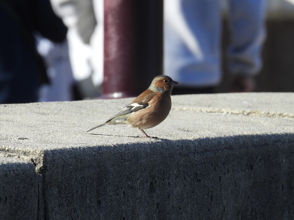Common Chaffinch - ML639698143
