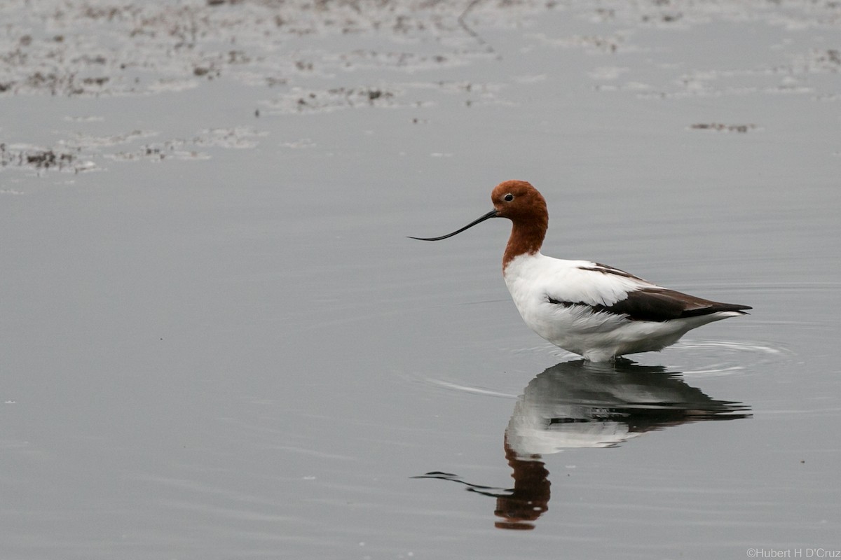 Avocette d'Australie - ML639698160