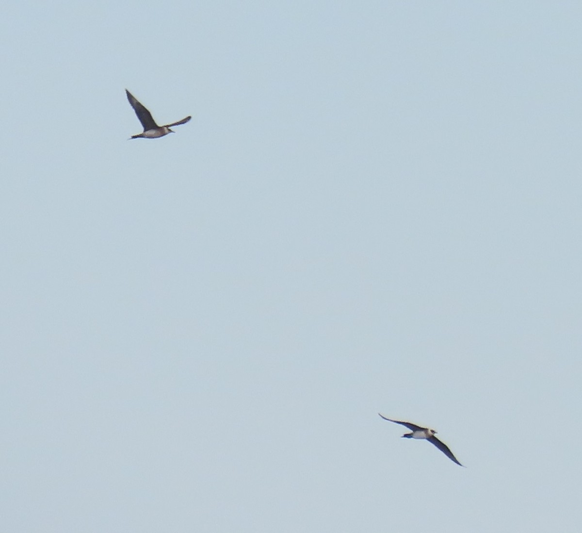 Parasitic Jaeger - ML639698163