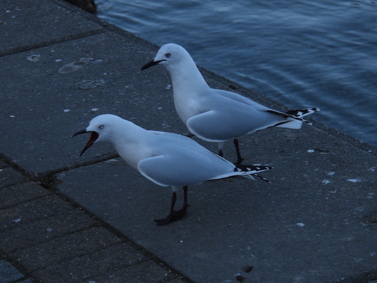 Black-billed Gull - ML639698166