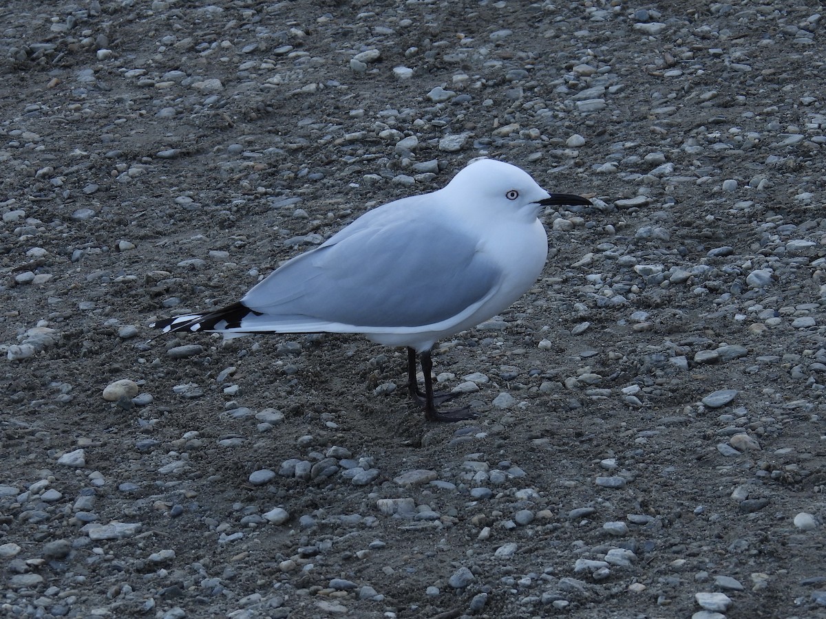 Black-billed Gull - ML639698167