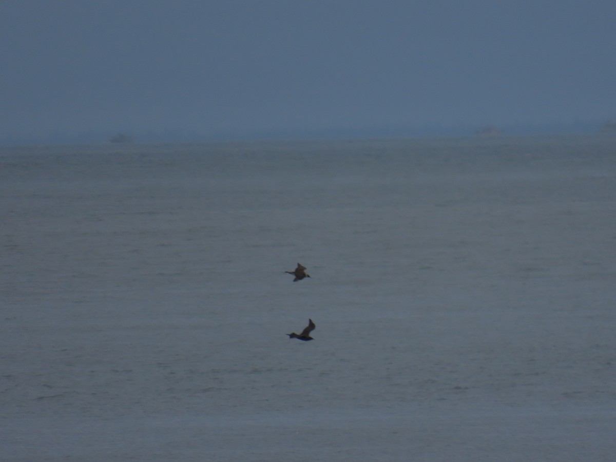 Parasitic Jaeger - ML639698168