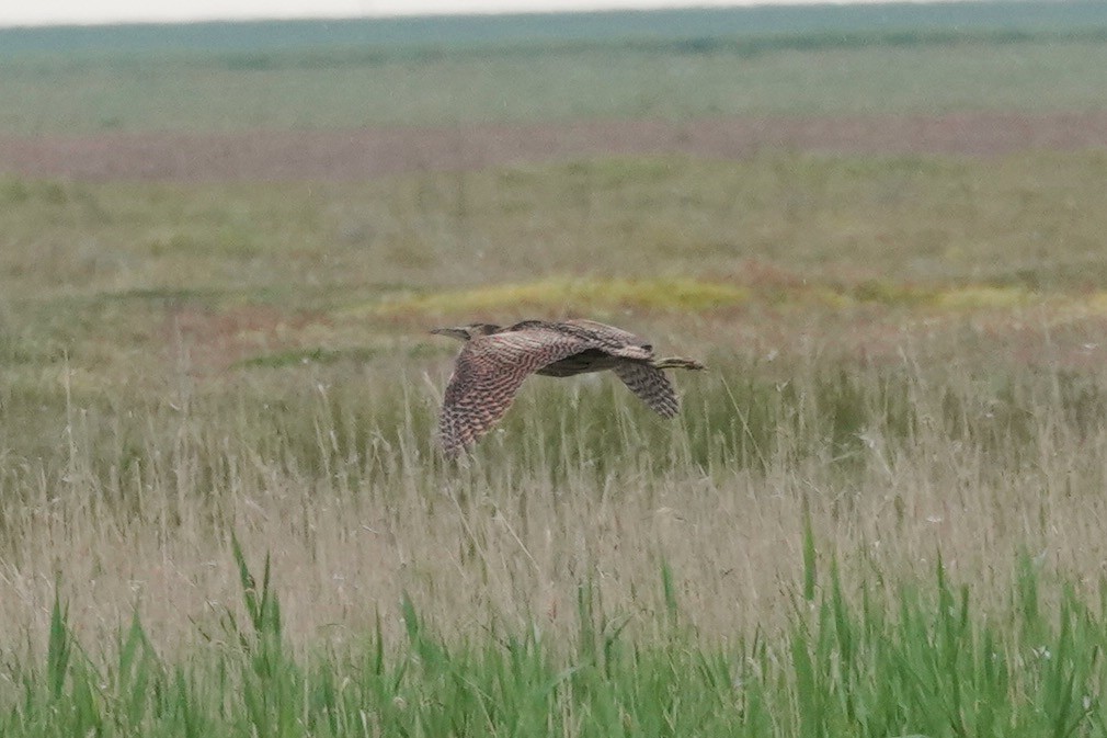 Eurasian Bittern - ML639698219