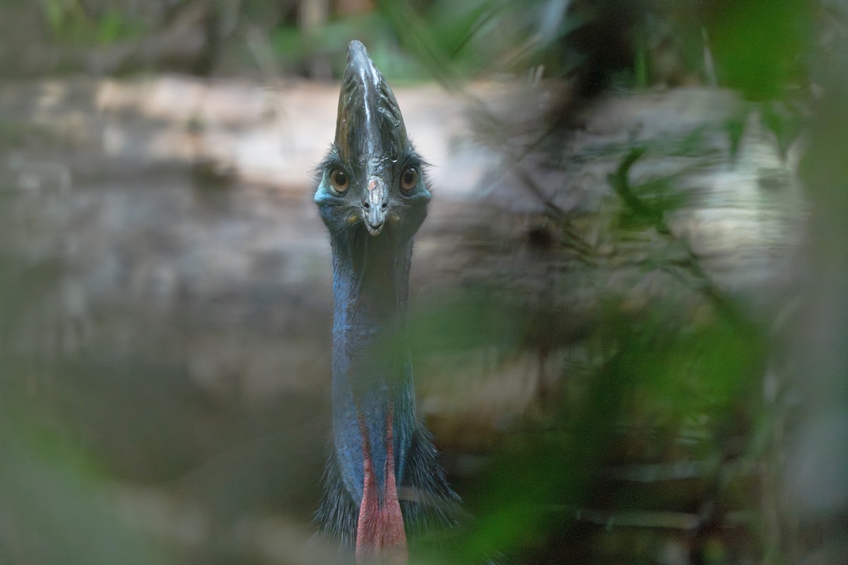 kasuár přílbový - ML639698315