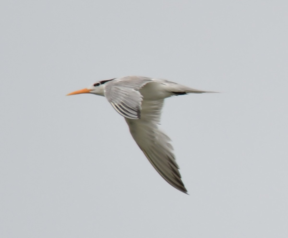Lesser Crested Tern - ML639698317