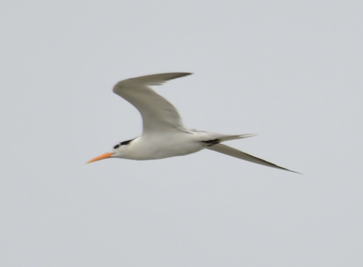 Lesser Crested Tern - ML639698318