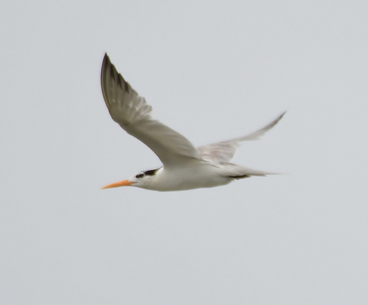 Lesser Crested Tern - ML639698319