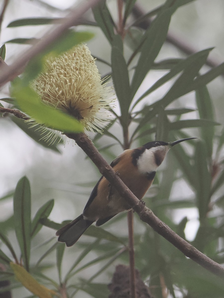 Eastern Spinebill - ML639698329