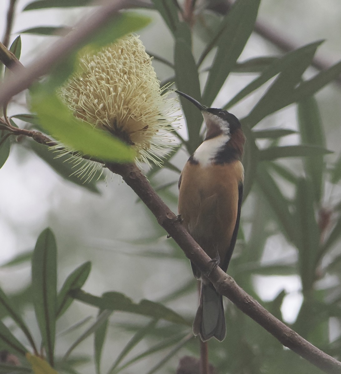 Eastern Spinebill - ML639698330