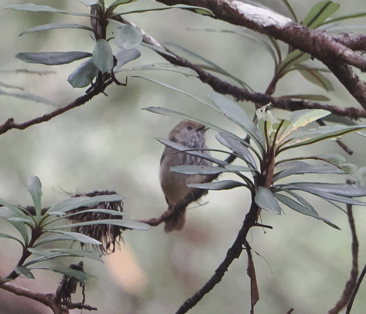 Brown Thornbill - ML639698333