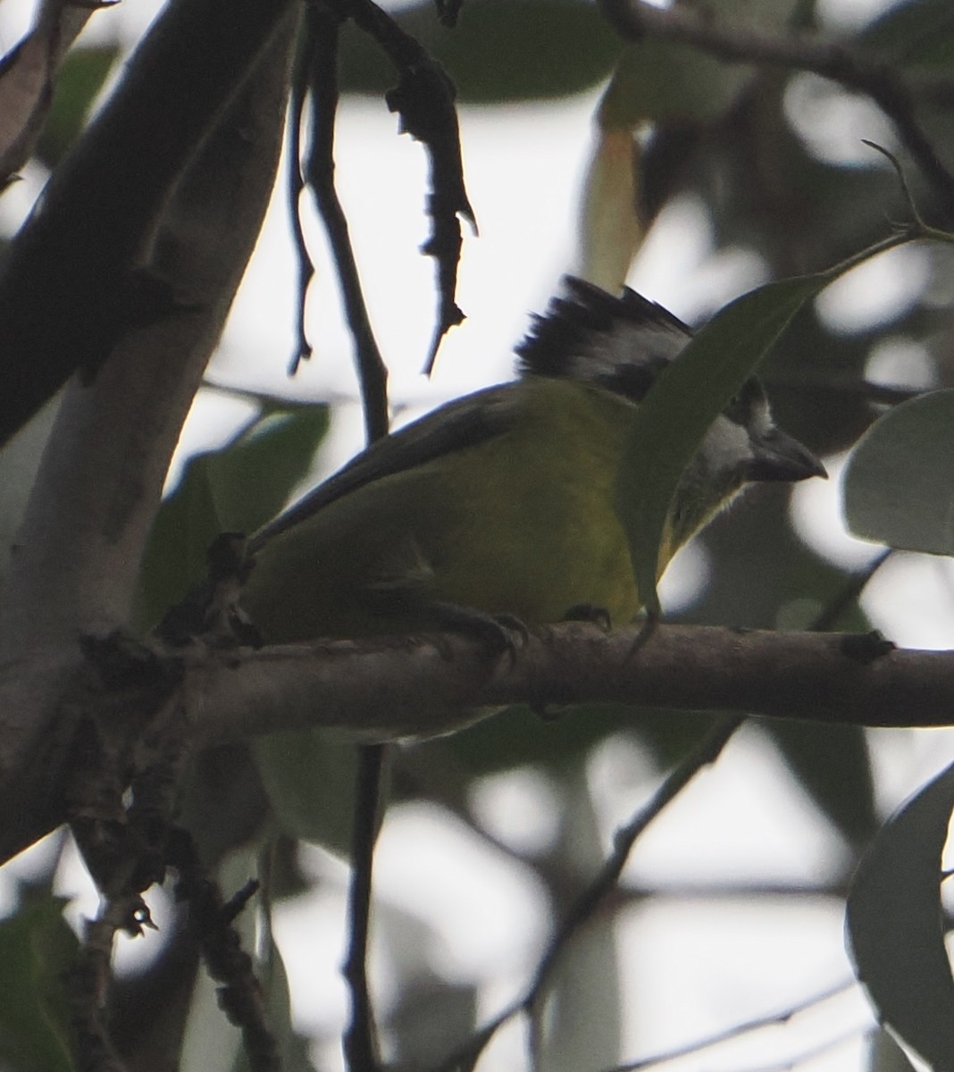 Eastern Shrike-tit - ML639698367