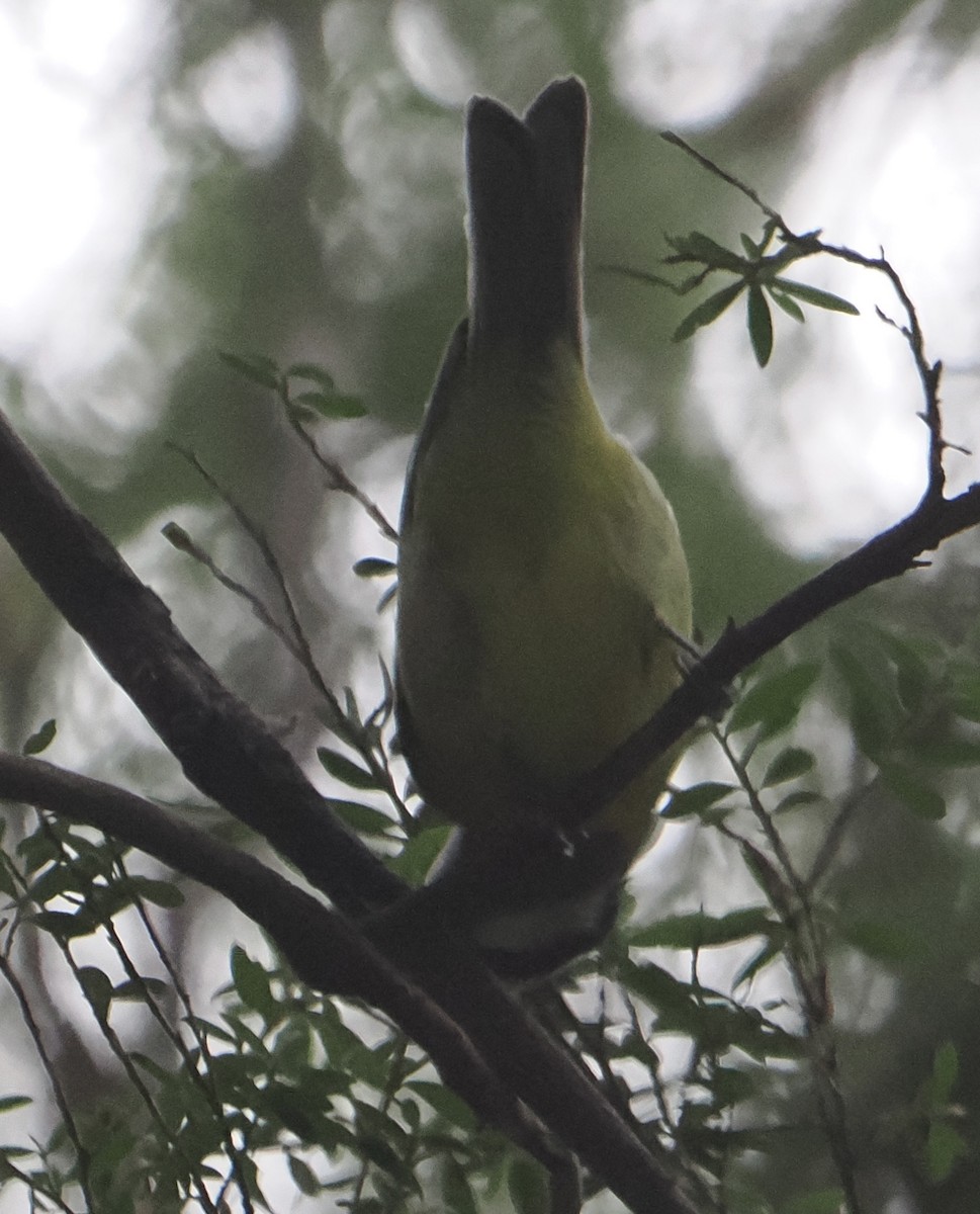 Eastern Shrike-tit - ML639698368