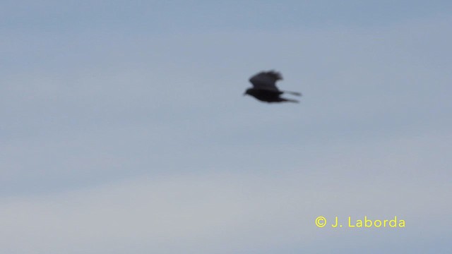 Carrion Crow - ML639698395