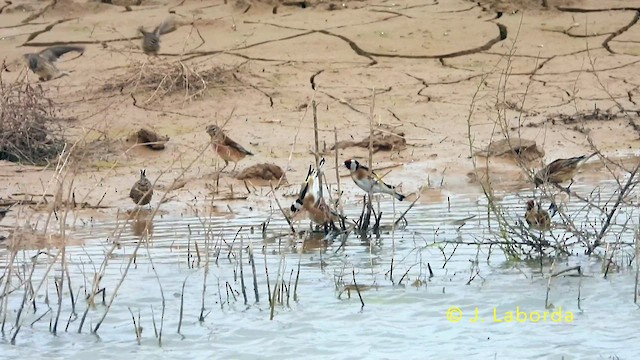 Eurasian Linnet - ML639698396