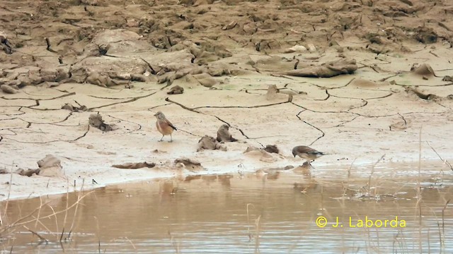 Eurasian Linnet - ML639698397