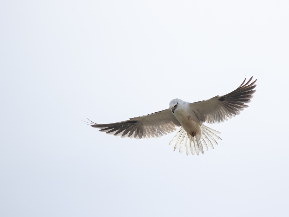 Black-shouldered Kite - ML639698403