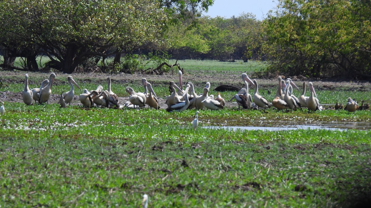 Australian Pelican - ML639698409