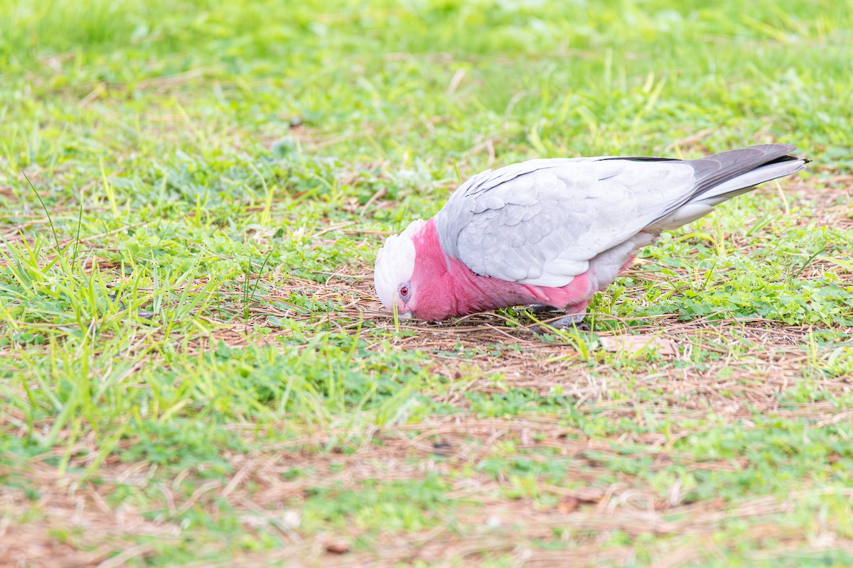 Galah - ML639698412