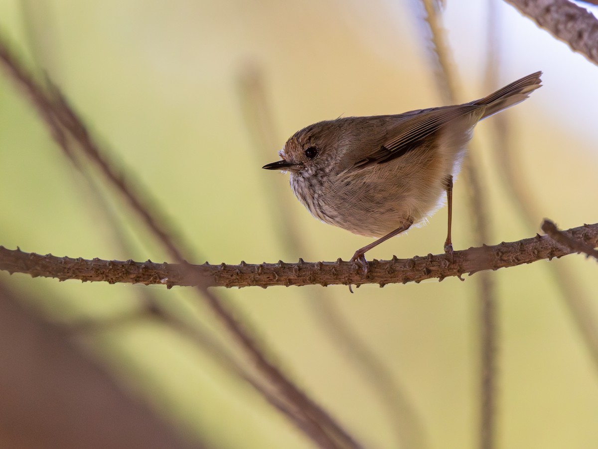 Brown Thornbill - ML639698414