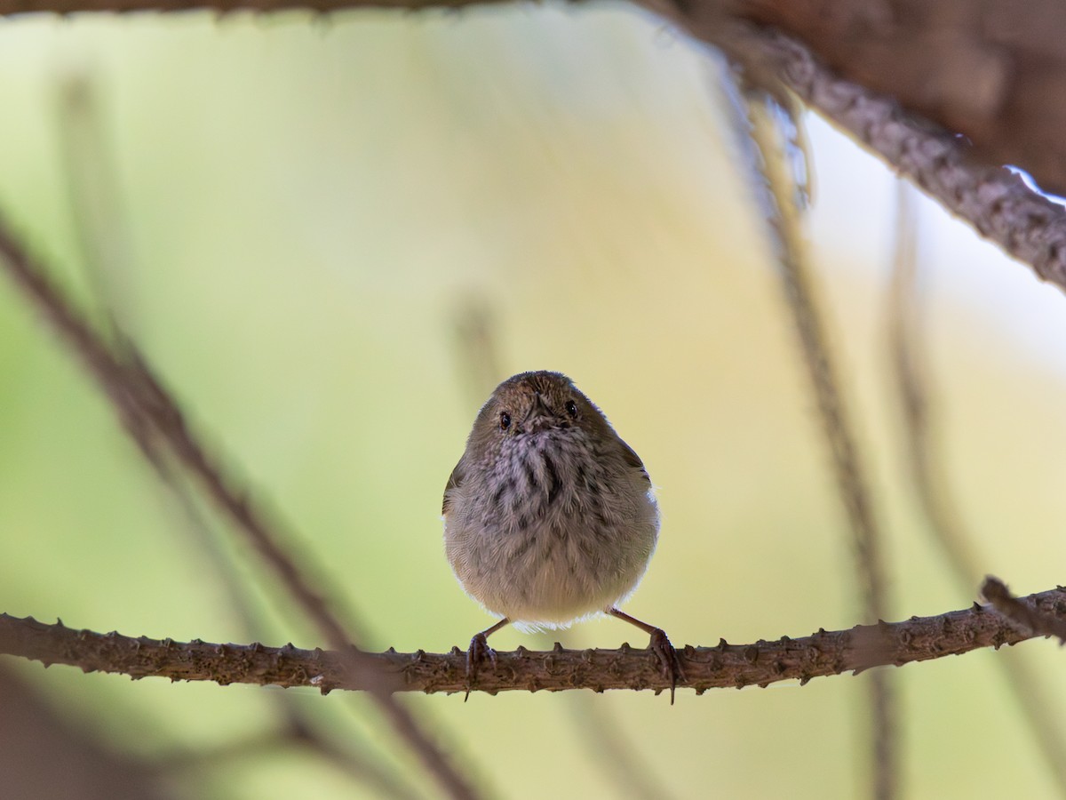 Brown Thornbill - ML639698415
