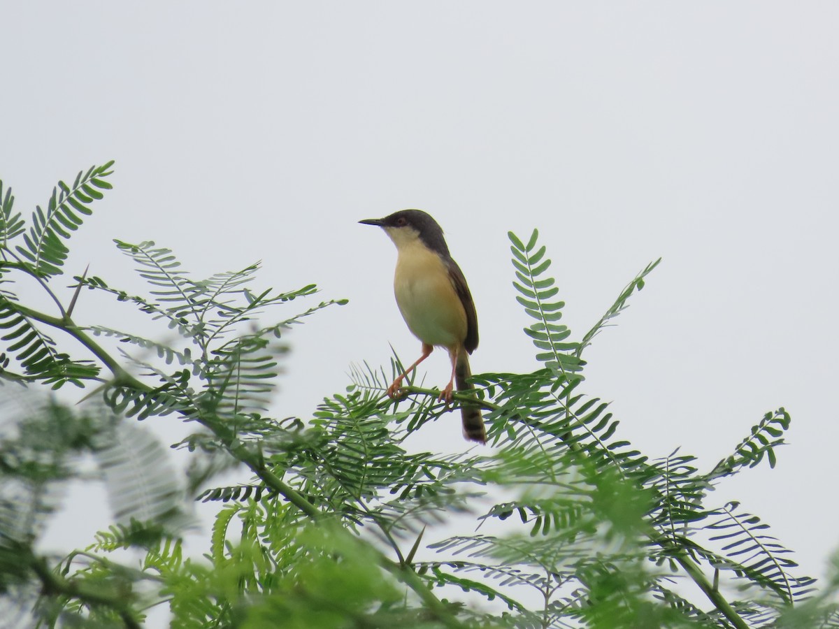 Ashy Prinia - ML639698493