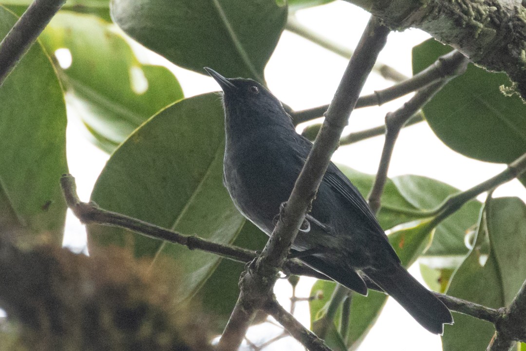 Bluish Flowerpiercer - ML639698514
