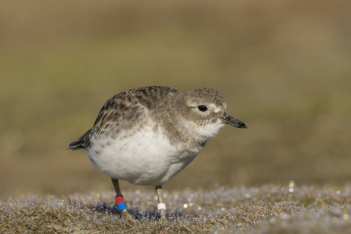 kulík rezavý (ssp. obscurus) - ML639698521