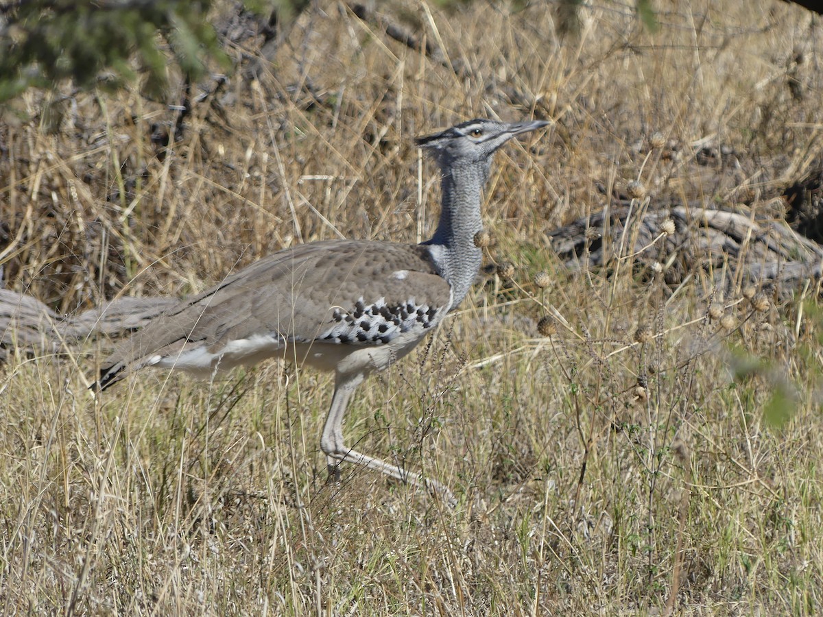 Kori Bustard - ML639698545