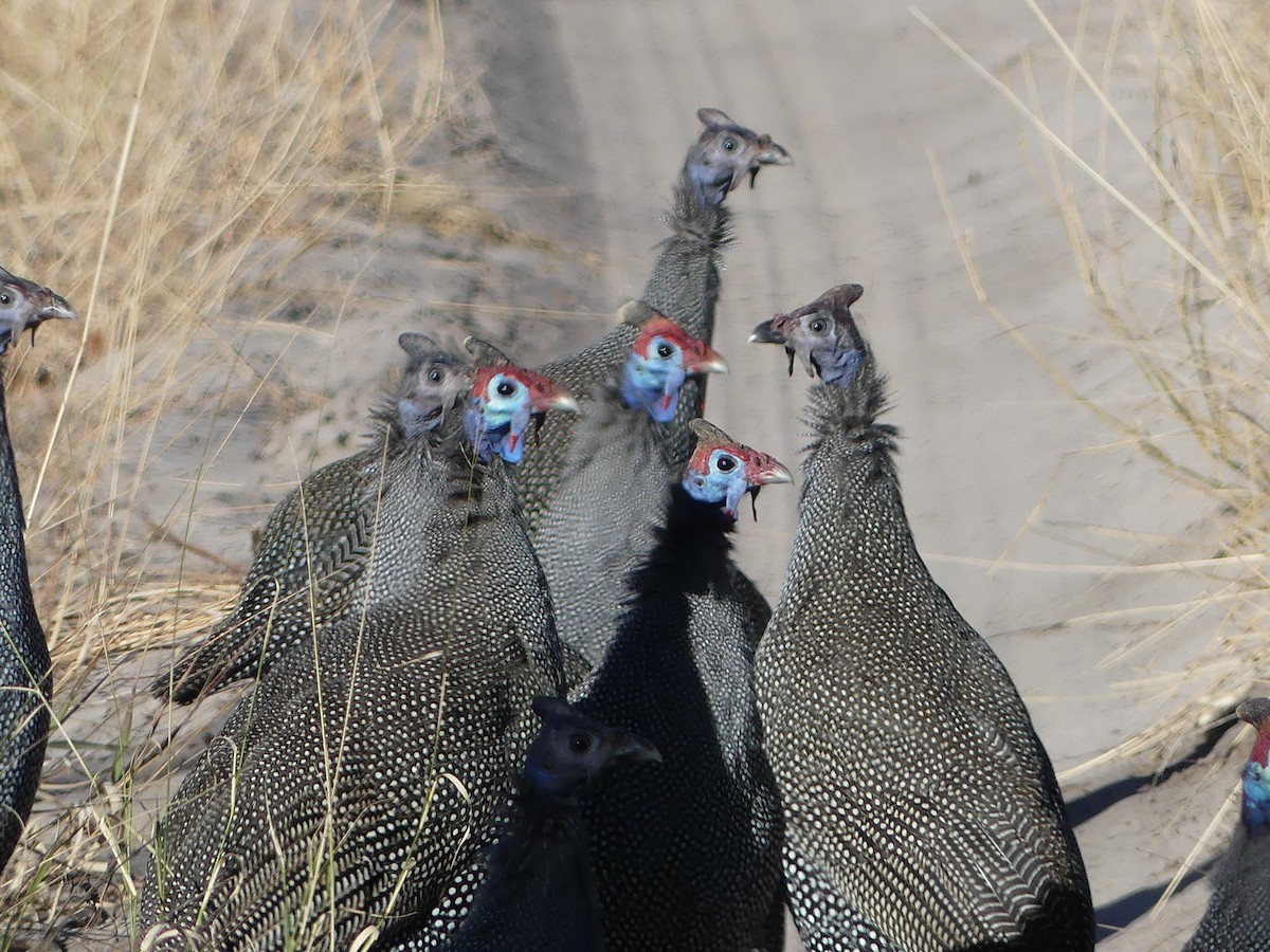Helmeted Guineafowl - ML639698553
