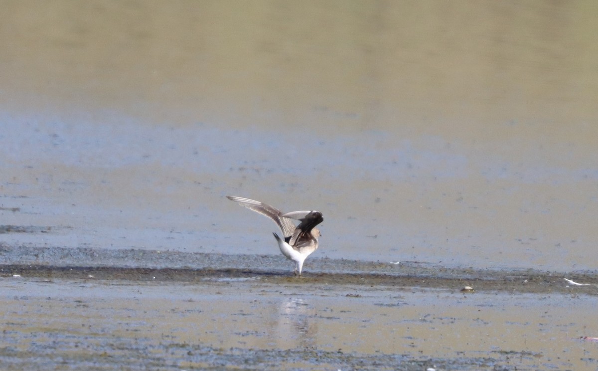 Black-winged Pratincole - ML639698555