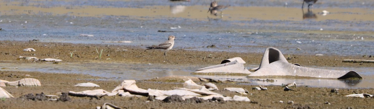 Black-winged Pratincole - ML639698556