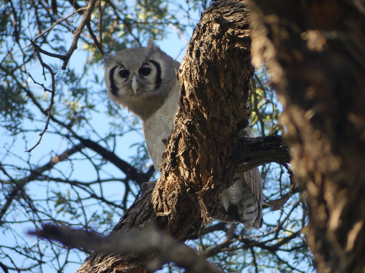 Verreaux's Eagle-Owl - ML639698561