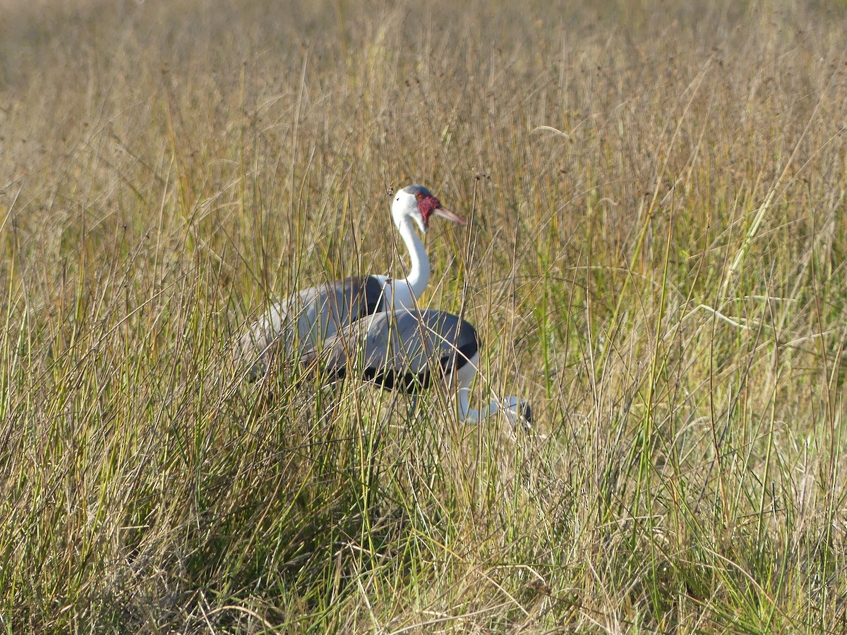 Wattled Crane - ML639698569