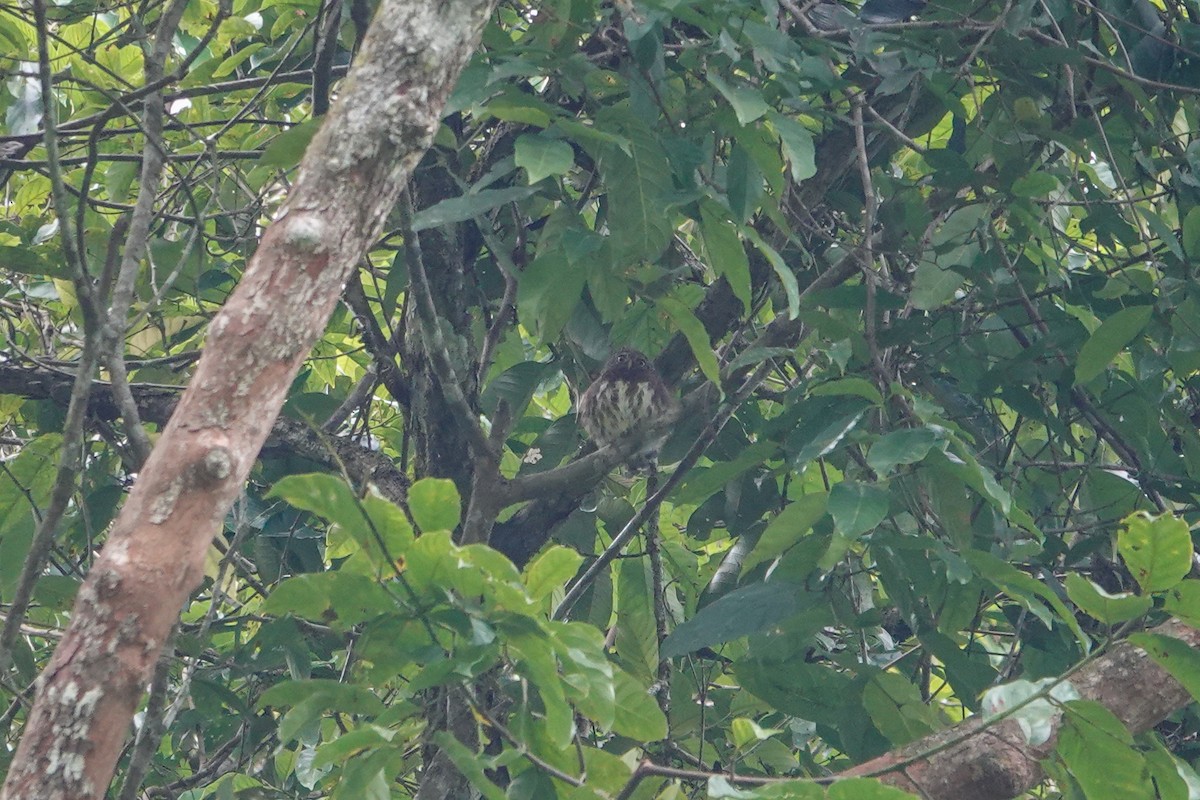 Sunda Owlet - ML639698786