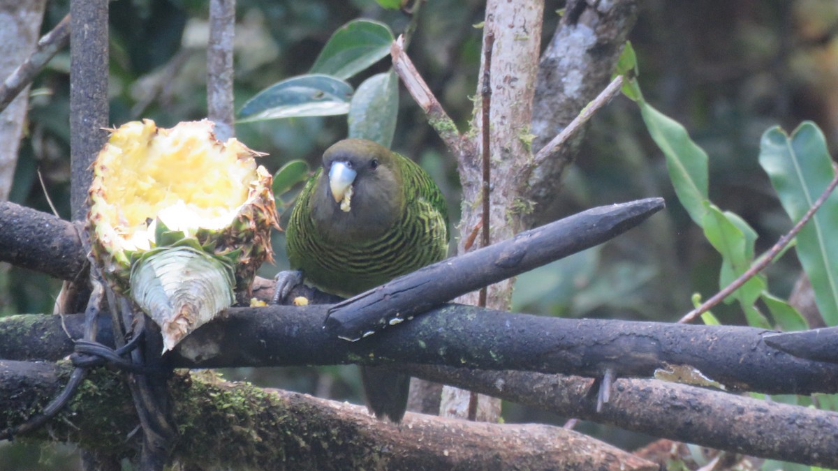 Brehm's Tiger-Parrot - ML639698871